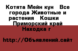 Котята Мейн кун - Все города Животные и растения » Кошки   . Приморский край,Находка г.